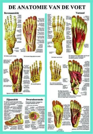 Poster anatomie voet 40 x 60, geplastificeerd