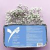 Lycon LycoJet Eyebrow Hot Wax (500 gr.)