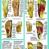 Poster anatomie voet 40 x 60, geplastificeerd